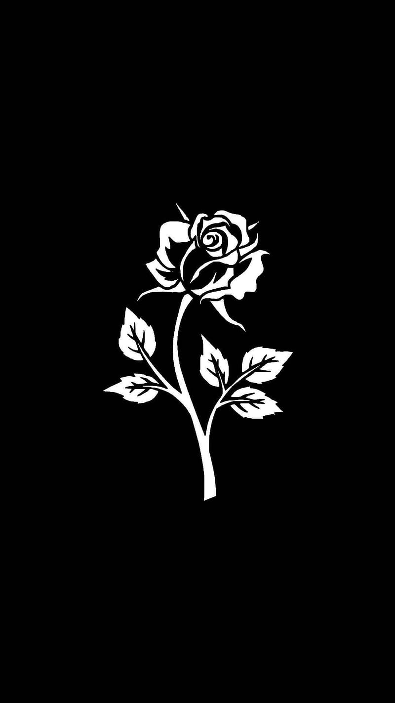 Black Rose on White Paper  Free Stock Photo