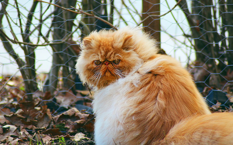 Persian cat, angry cat, fluffy ginger cat, pets, cats, autumn, yellow dry leaves, HD wallpaper