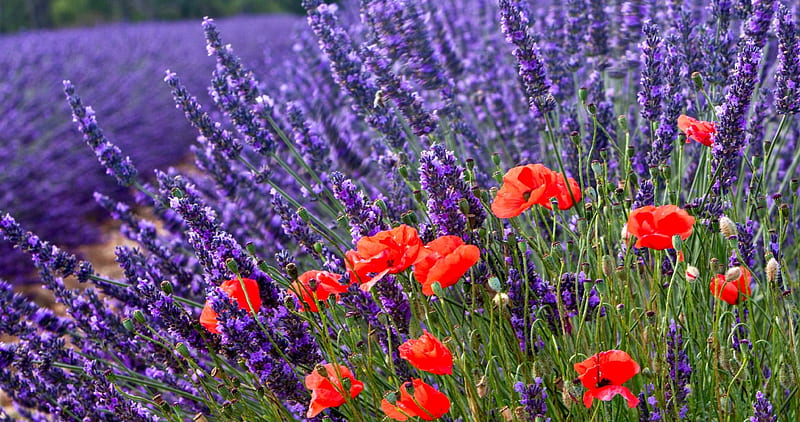 Lavender and Poppies, Summer, poppies, sunlight, flowers, Spring, lavender, nature, field, buds, HD wallpaper