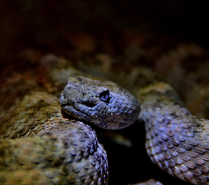 Speckled Rattlesnake, nature, reptile, snake, HD wallpaper