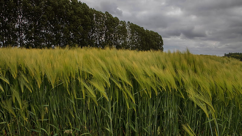 Earth, Field, Barley, Cereal, HD wallpaper