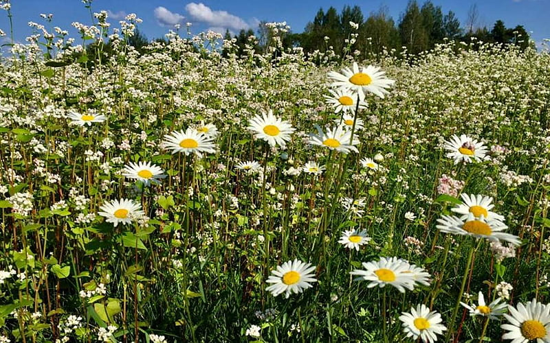 Daisies by Buckwheat Field, flowers, Latvia, daisies, field, HD wallpaper