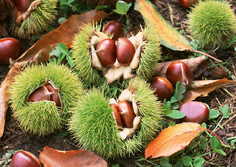 Chestnuts, Tree, Forest, Autumn, HD wallpaper
