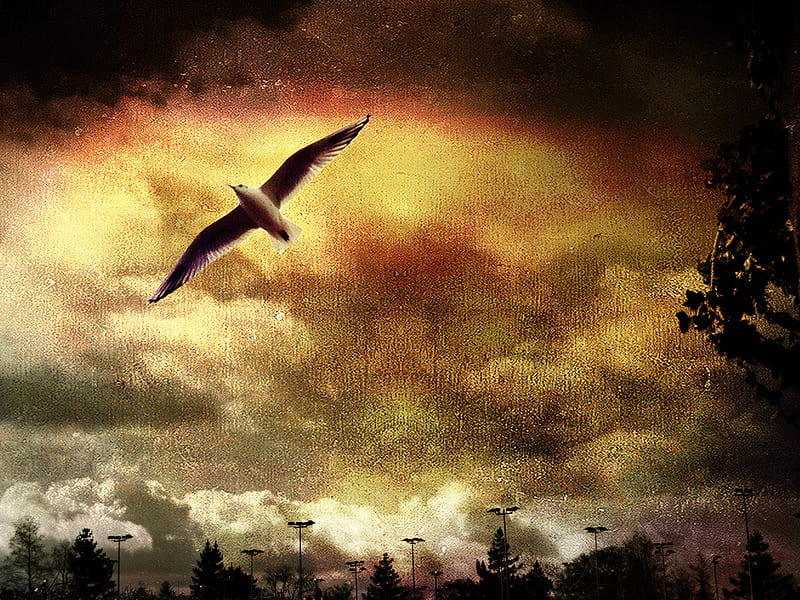 Treasuring dom, in flight, bird, soaring, trees, clouds, sky, HD wallpaper