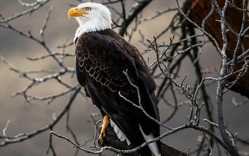 Bald Eagle, USA, eagle on branch, bird of prey, wildlife, North America, HD wallpaper