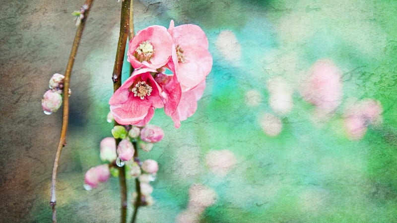ஐ, branches, pink, background, style, HD wallpaper ஐ, branches, pink, background, style, HD wallpaper