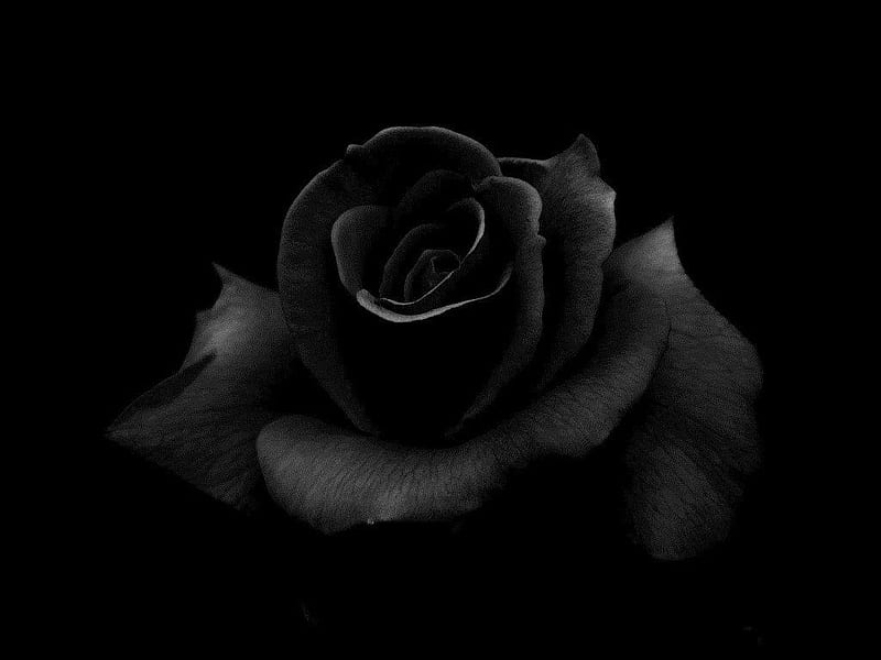 Rosas negras, rosa gótica, Fondo de pantalla HD | Peakpx