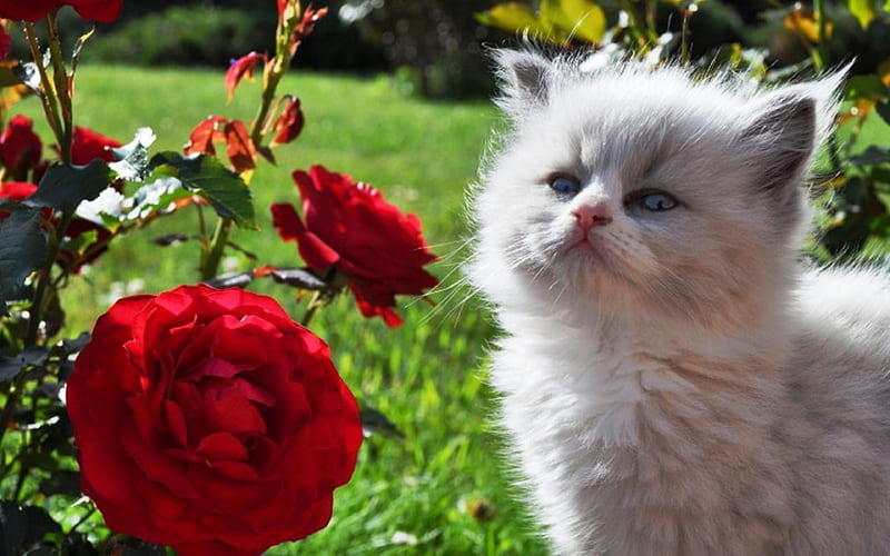 Ragdoll Kitten, rose, denectic cat, cute animals, small Ragdoll, cats, ragdoll, pets, Ragdoll Cats, HD wallpaper