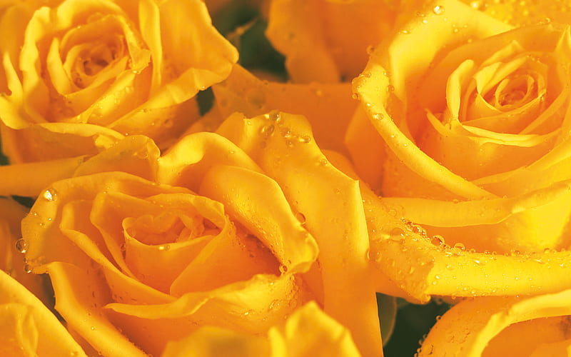 Rose Yellow, nice, rose, flower, yellow, adorable, bonito, HD wallpaper ...