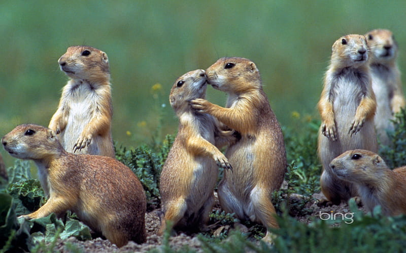 Young Black tailed Prairie Dogs (Cynomys ludovicianus) Montana USA, Black, Tailed, Dogs, Young, Prairie, HD wallpaper