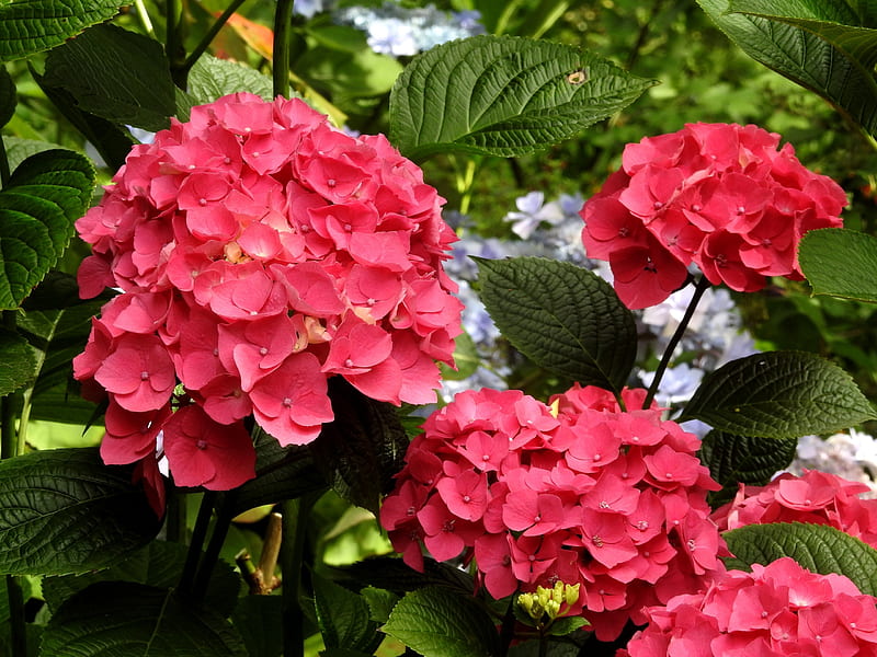 Pink Hydrangea, hydrangea, flowers, color, petals, nature, pink, HD