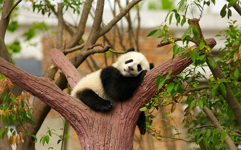 small panda, zoo, tree, cute animals, sleeping panda, bears, Ailuropoda, panda on tree, HD wallpaper