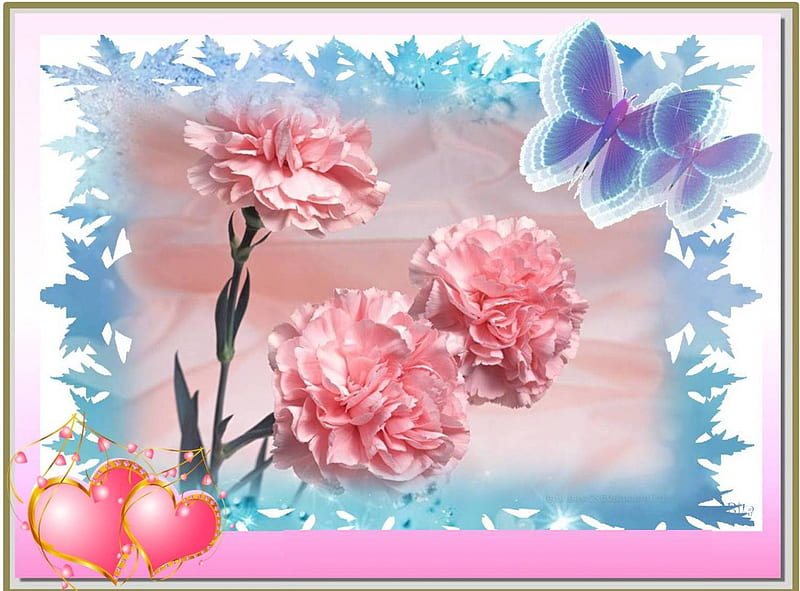 SENDING LOVE., butterflies, corazones, carnations, pink, blue, HD wallpaper