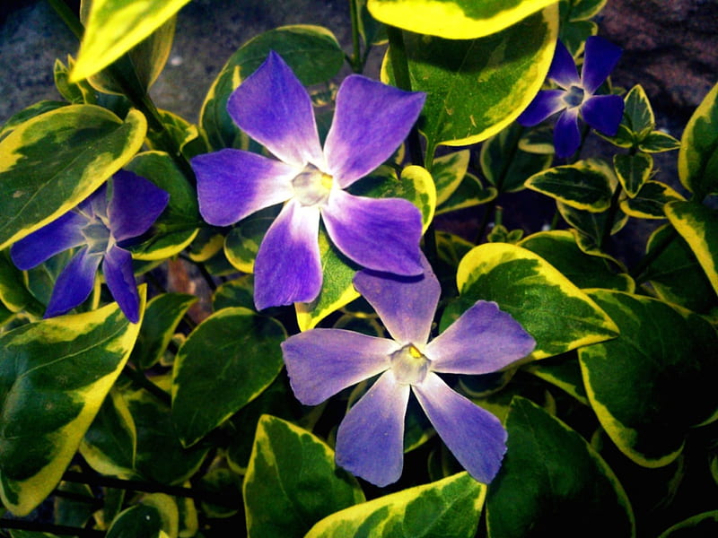 Arbusto con flores, naturaleza, primavera, flores, arbusto, azul, Fondo