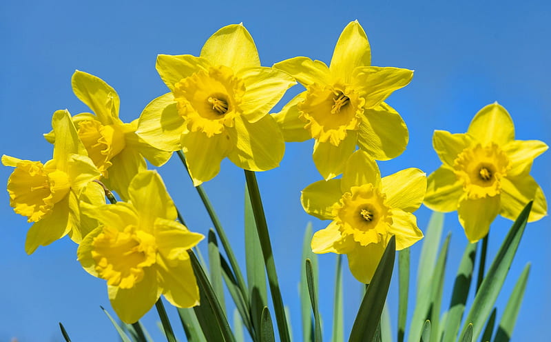 Daffodils, Narcissus, flower, yellow, spring, HD wallpaper