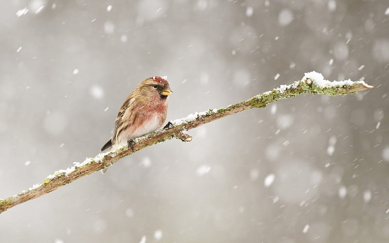 Bird in the snowfall, birds winter, wilderness, snow wild, snowfall,  wildlife, HD wallpaper | Peakpx