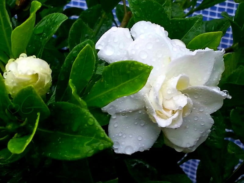 My beautiful gardenia, flower, garden, nature, bonito, HD wallpaper