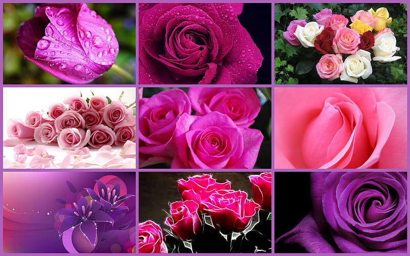 Pink and Mauve Flowers, purple, flowers, nature, collages, tulips, roses, pink, mauve, HD wallpaper
