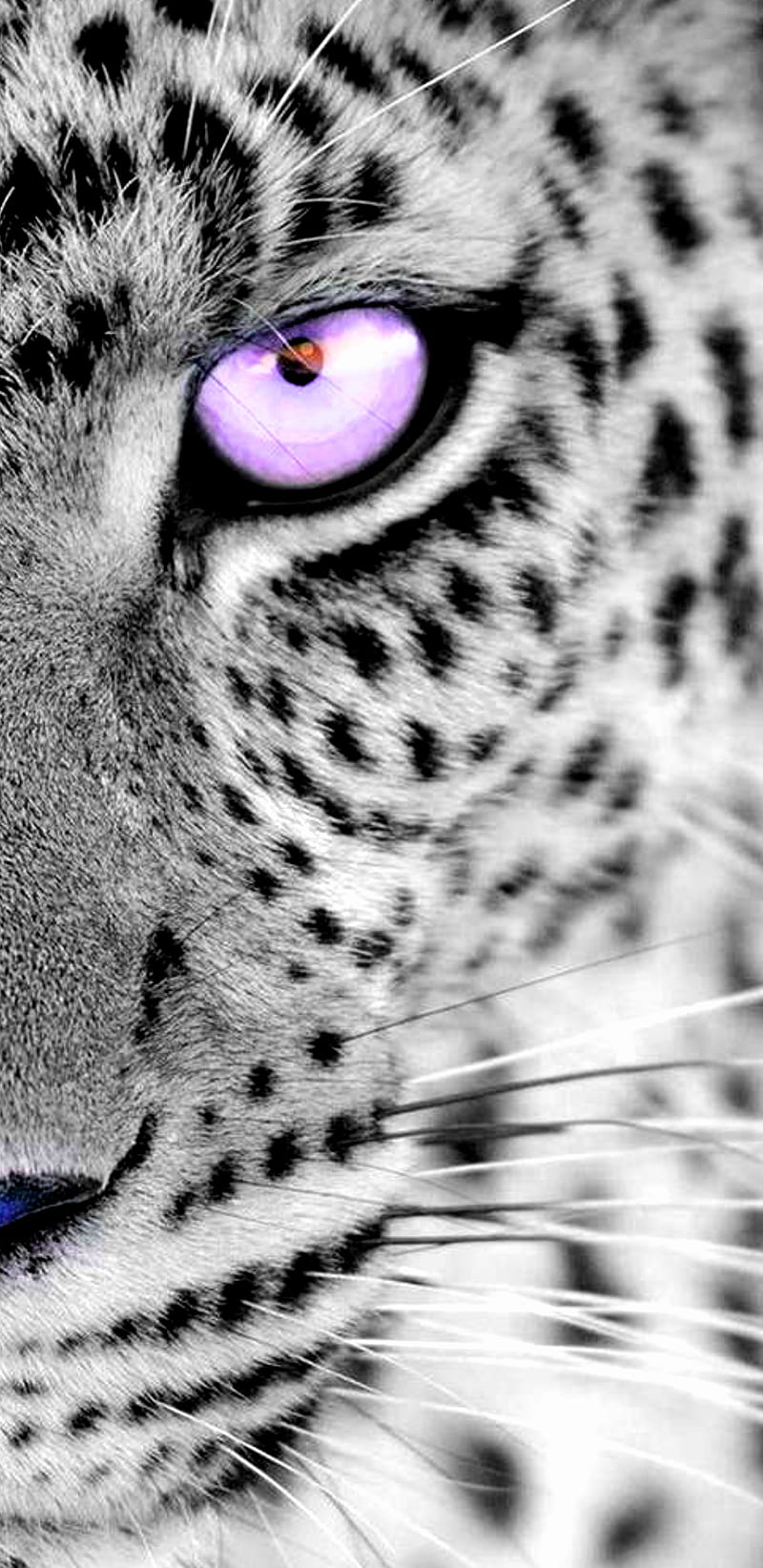 Pink Eyed Leopard, animals, different, earth, eyes, jaguar, nature, snow,  HD phone wallpaper | Peakpx