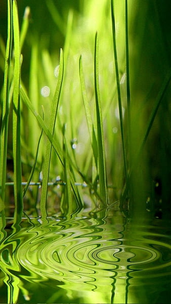 Water drop, grass, green, lake, natural, nature, new, ripple, HD phone  wallpaper | Peakpx