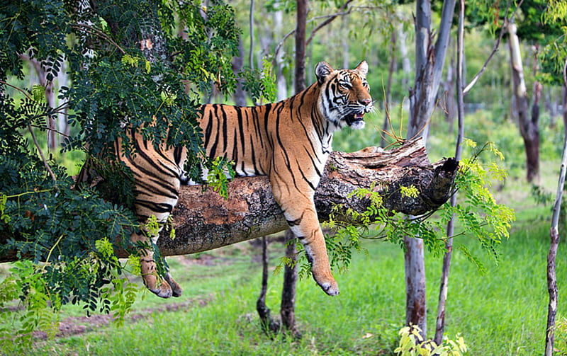 Tiger Relaxing in Tree, Tiger, Trees, Nature, Animals, HD wallpaper