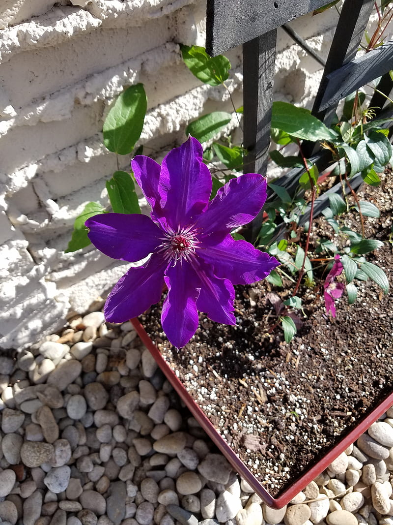 Clematis , flower, purple, HD phone wallpaper