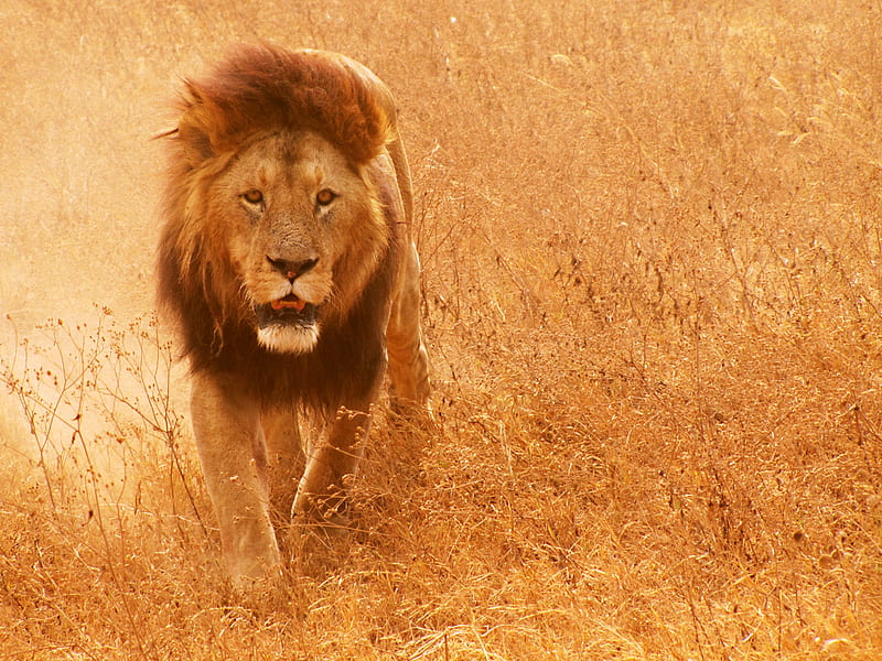 The Lion King, king, jungle, walking, single, majestic, lion, HD wallpaper  | Peakpx