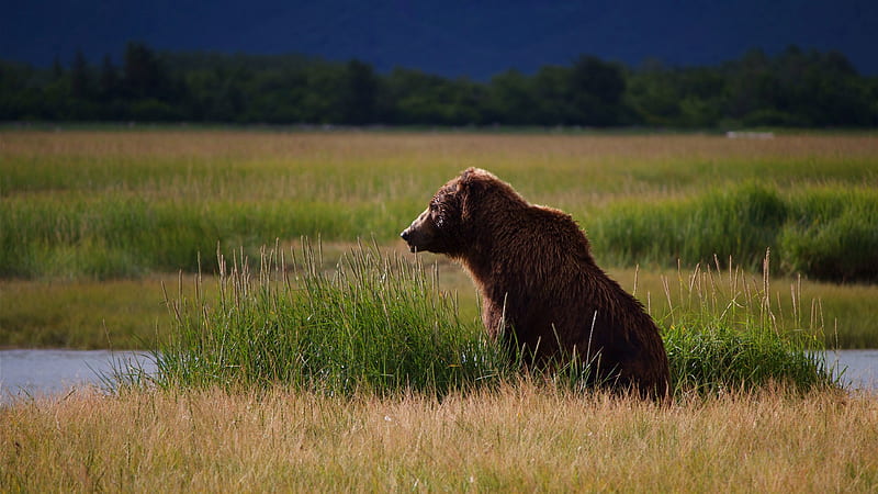 bear after the bath, bear, grass, swamp, field, HD wallpaper