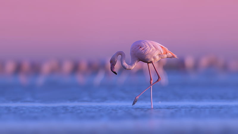 Flamingo Is Standing With Background Of Purple Sky During Sunset Birds Hd Wallpaper Peakpx