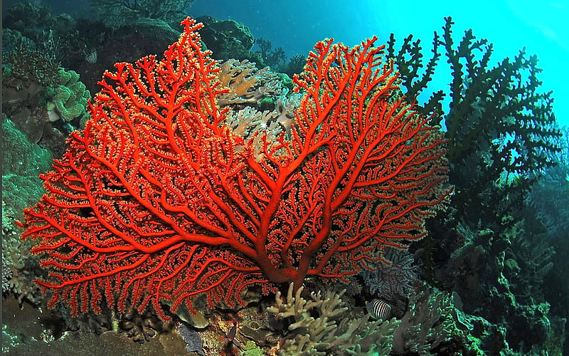 Colorful Ocean Corals & Fish, Corals, Fish, Oceans, Underwater Sealife, Nature, HD wallpaper