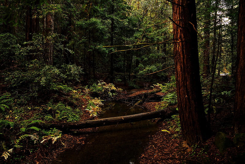 Huge chunk of Northern California redwoods preserved in unusual deal, Santa Cruz Redwoods, HD wallpaper