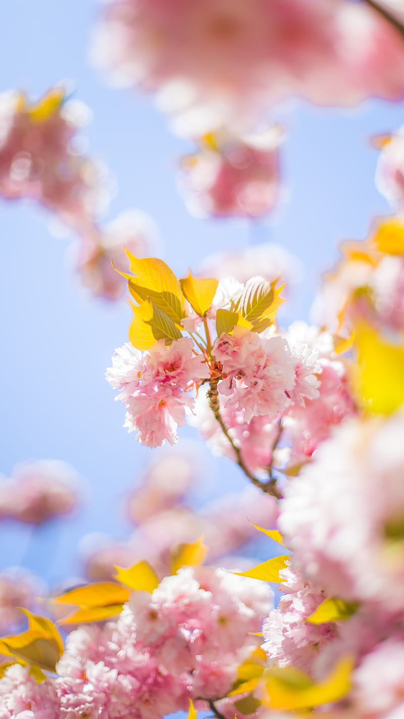 pink cherry blossom tree during daytime , cherry blossom, blossom , flower , nature, yellow, HD phone wallpaper