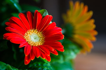 Gerberas, colores, hojas, naturaleza, pétalos, Fondo de pantalla HD | Peakpx