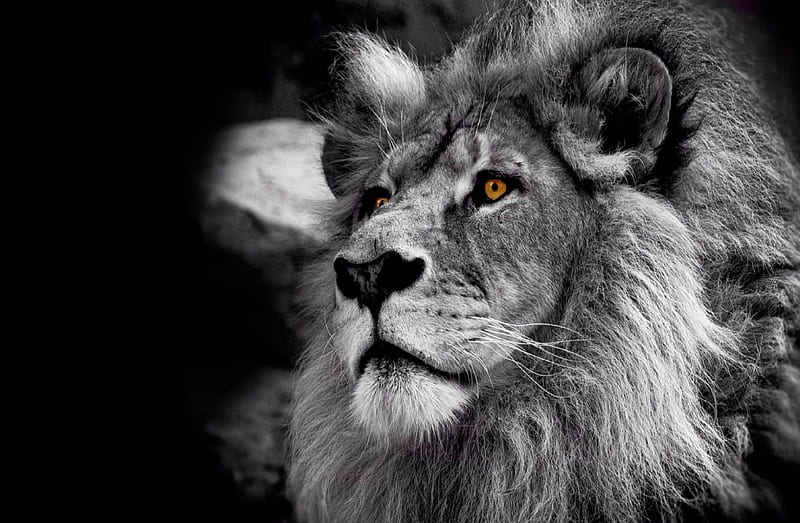 Lion, mane, eyes, head, HD wallpaper