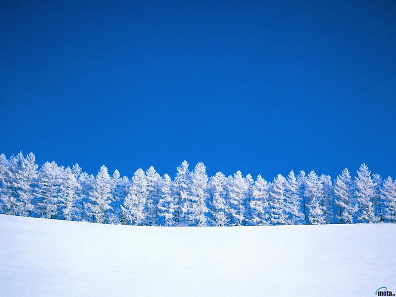 Winter background, trees, snow, background, winter, HD wallpaper Winter background, trees, snow, background, winter, HD wallpaper