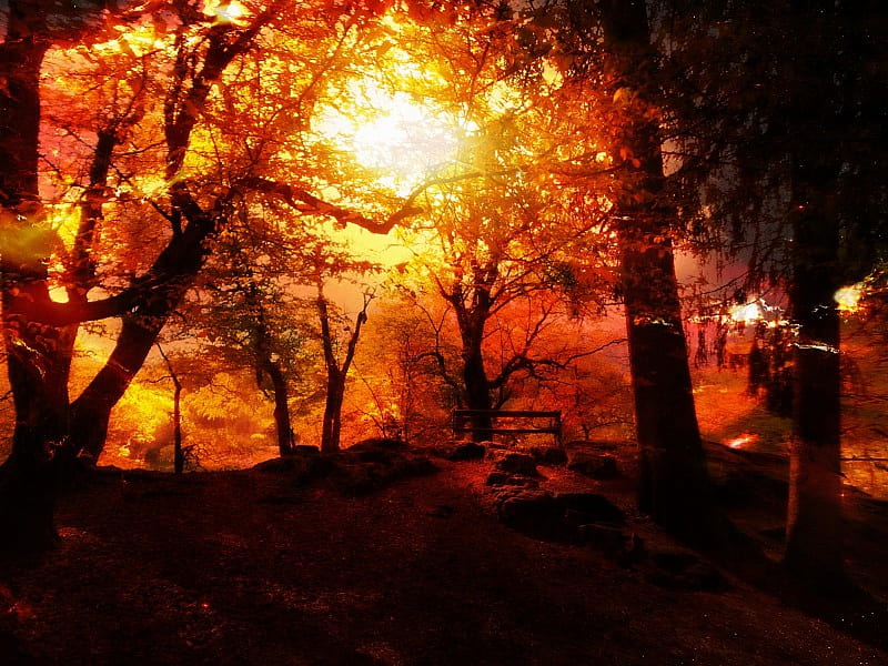 Fireseeds, forest, fire, burn, sun, bank, sunset, feuer, wood, HD wallpaper