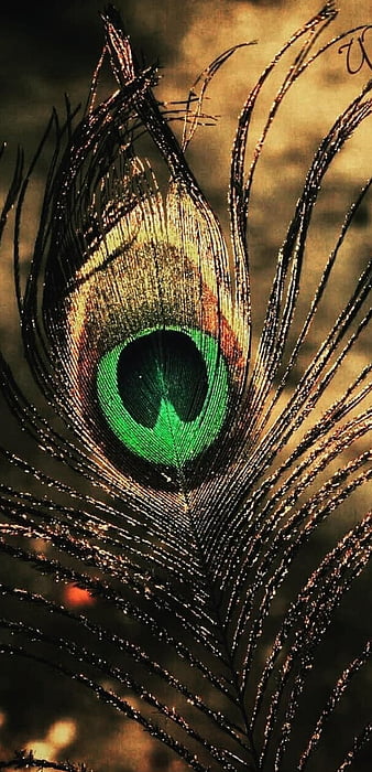 Peacock, nature, krishna, HD phone wallpaper | Peakpx