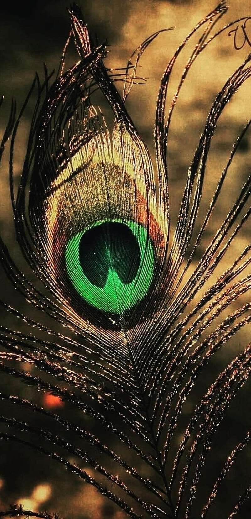 Premium Photo | A peacock feather with a blue background with a blue eye  and a green eye.