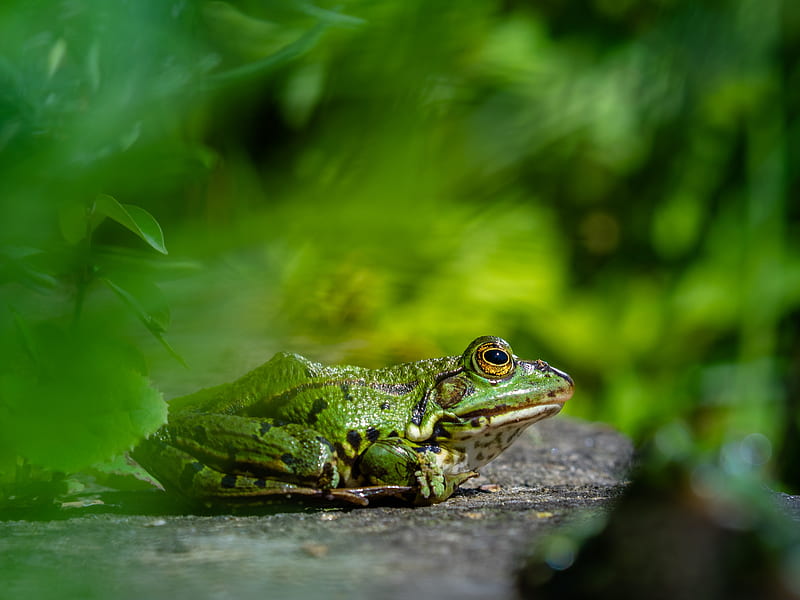 Frogs, Frog, Amphibian, Wildlife, HD wallpaper