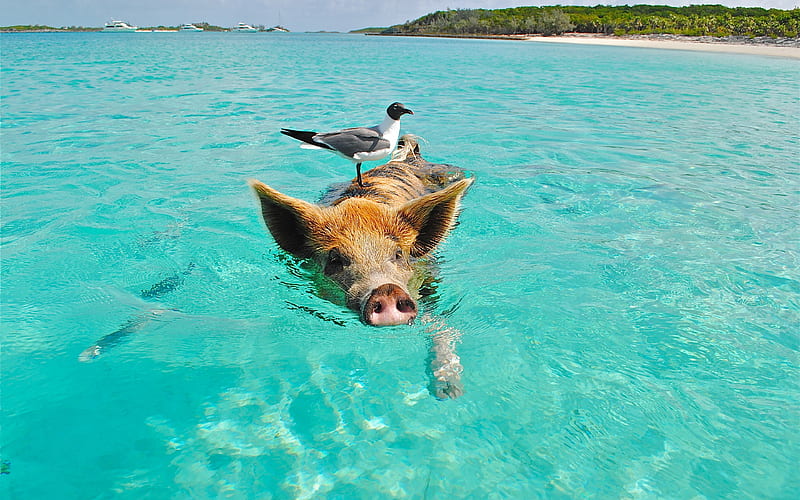 swimming piggy seagull, tiger pig, sea, pig, piggy, HD wallpaper