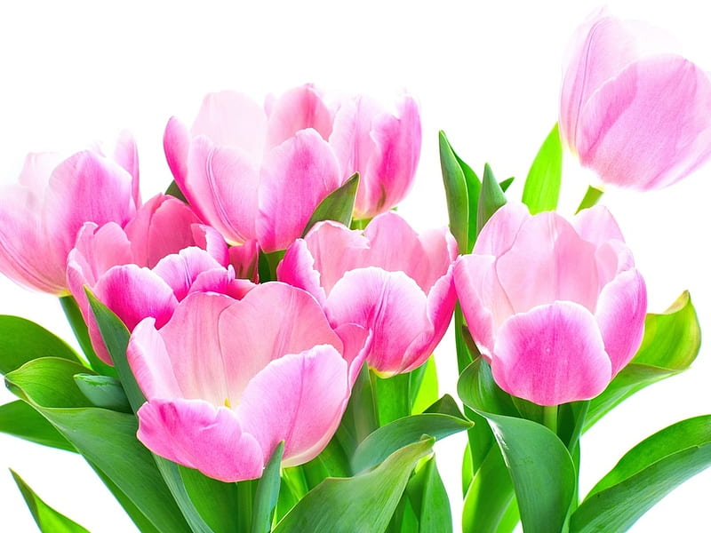Pretty flowers, bouquet, fuschia, nature, petal, pink, tulip, HD wallpaper