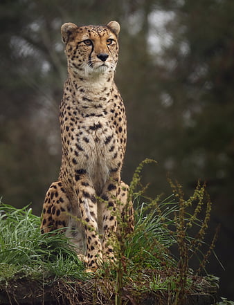 cheetah, big cat, spotted, grass, HD mobile wallpaper