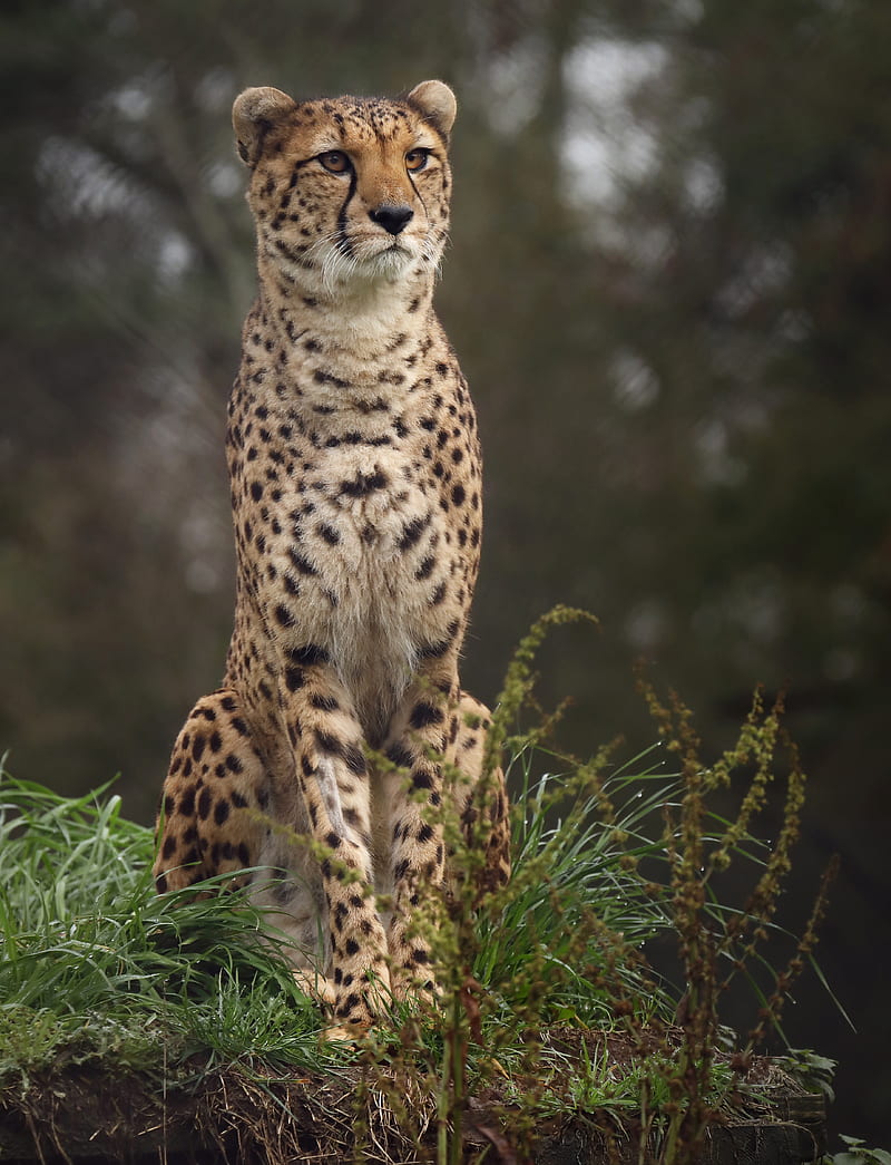 cheetah, big cat, spotted, grass, HD phone wallpaper