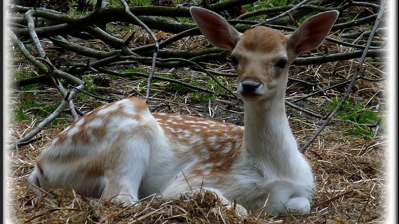 Beautiful Red Deer, whitetail deer, fawn, buck, herd, deer, mule deer, wildlife, nature, red deer, animals, HD wallpaper