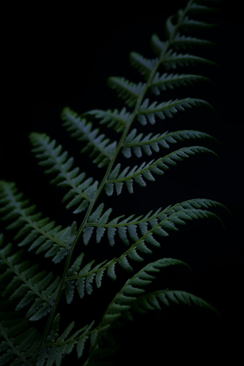 fern, branch, plant, dark, HD phone wallpaper
