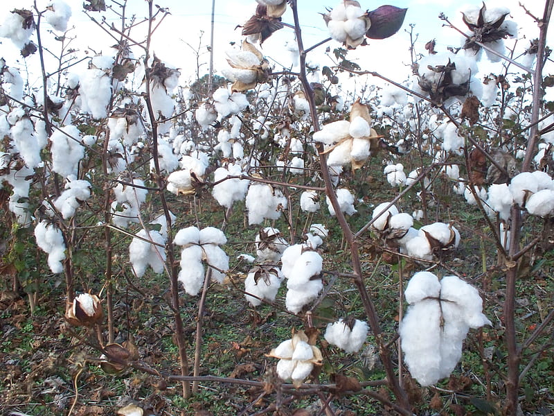 Field of Cotton, harvest, mature, nature, land, cross, field, cotton, HD wallpaper