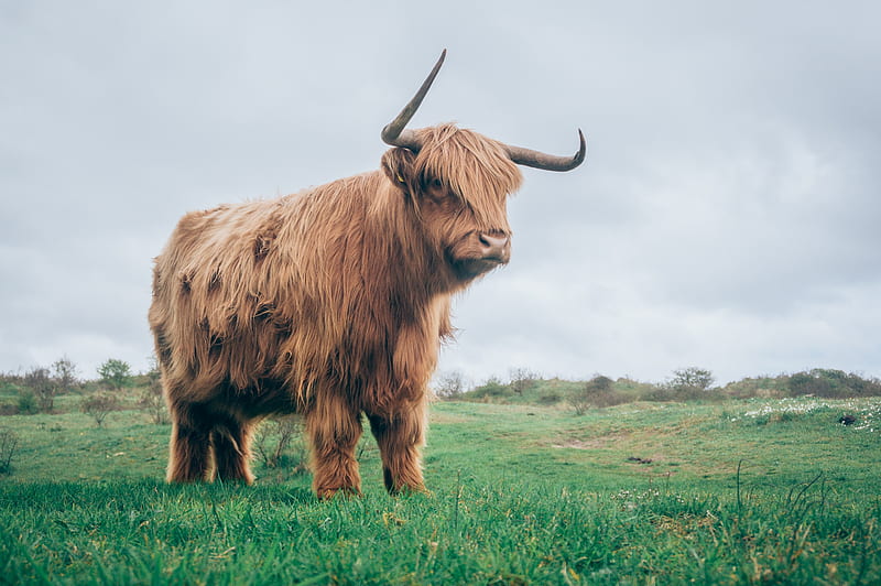 hairy bull, bull, grass, cattle, animal, HD wallpaper