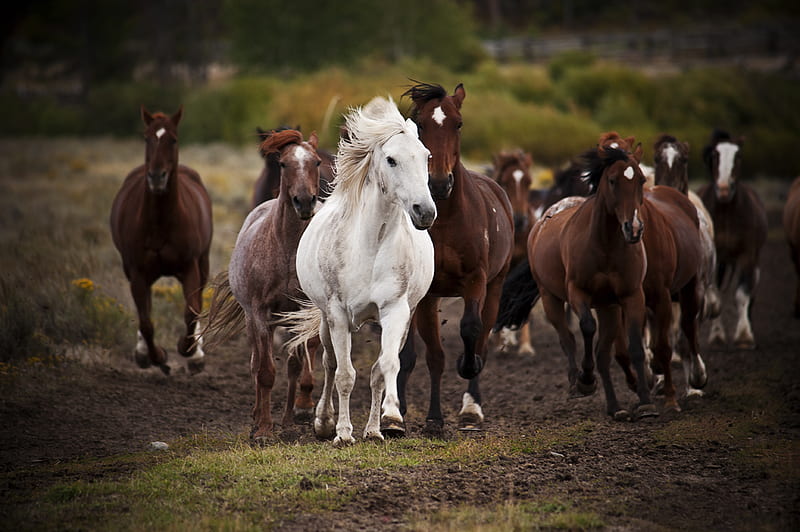 herd, stallion, brown, leader, white, horses, HD wallpaper
