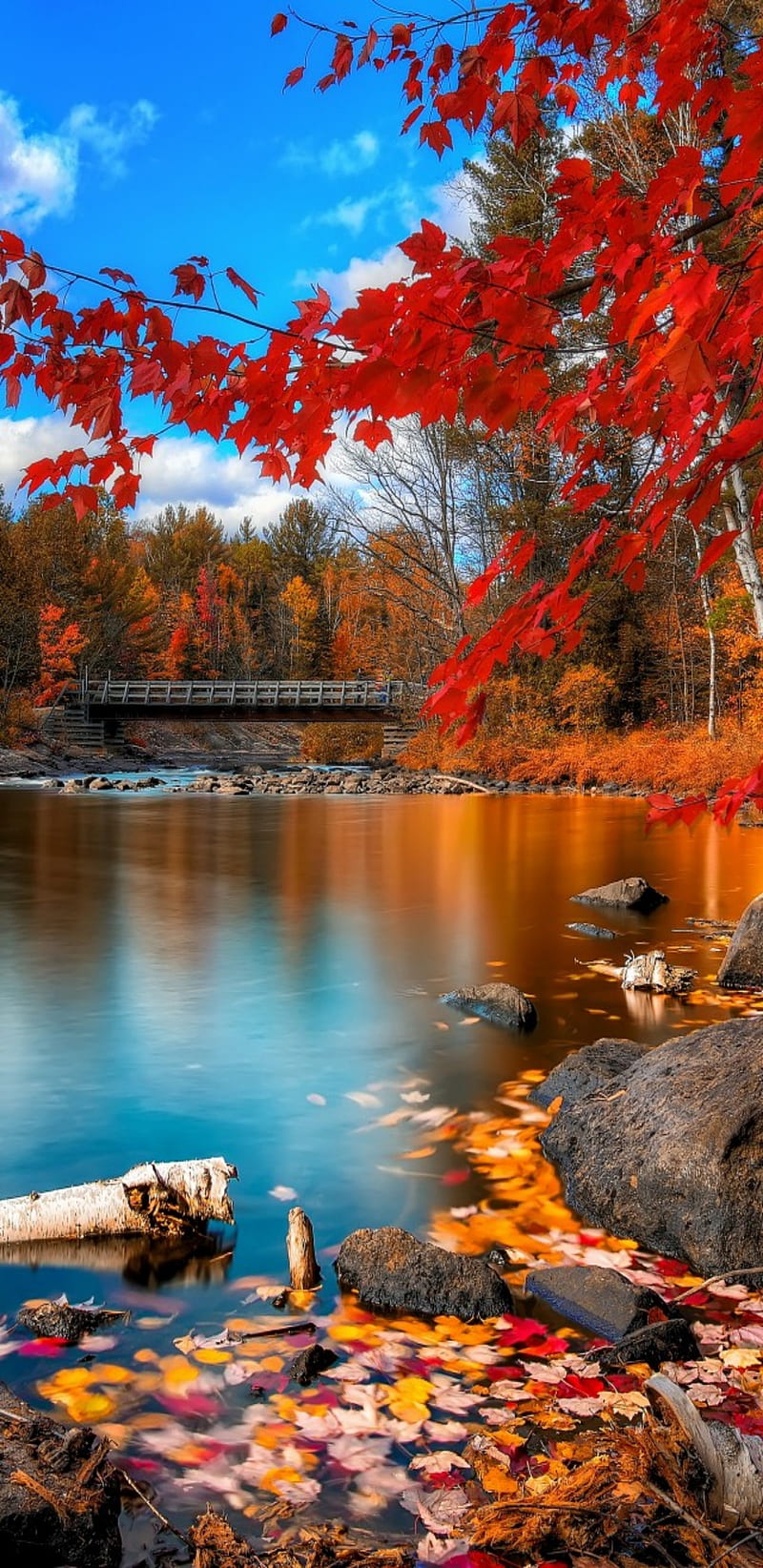 Nature, autumn, bonito, beauty scenery, landscapes, forest, red, fall, HD  phone wallpaper | Peakpx