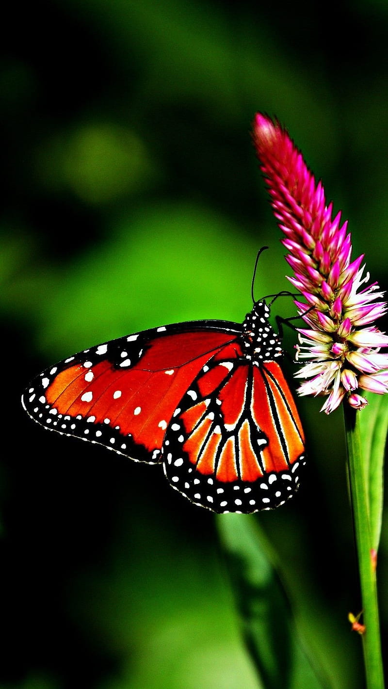 BUTTERFLY BY -NATURE , nature, colorfull, HD phone wallpaper